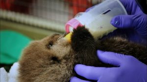 Sea_otter_pup