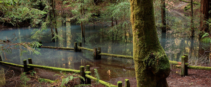 Armstrong Redwood Forest