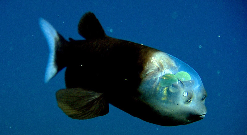 Barrel_eye_fish